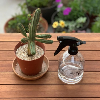Plant Spray Bottle